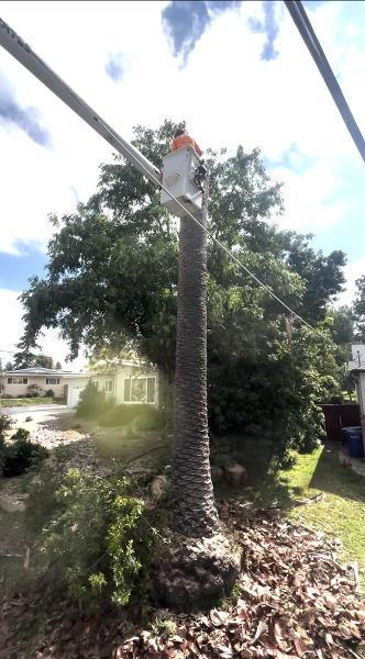 Arce's La Mesa Tree Service