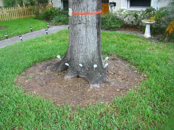 Hurricane Tree Specialists