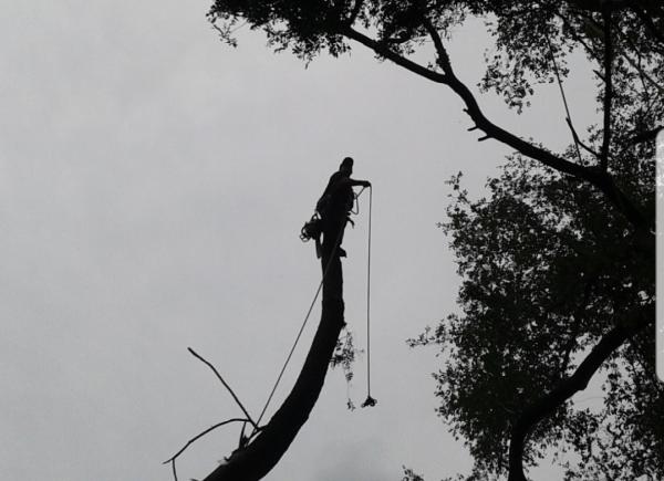 Discount Professional Tree Removal