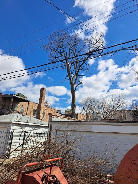 Discount Professional Tree Removal