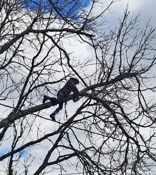 Discount Professional Tree Removal
