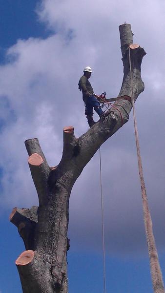 Tejas Tree Team LLC