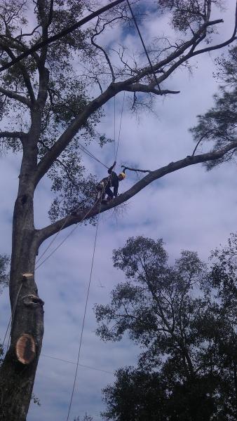 Tejas Tree Team LLC