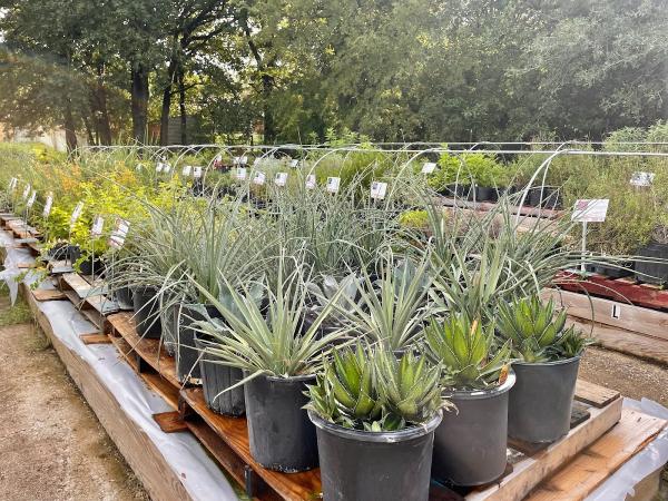 Native Gardeners Nursery