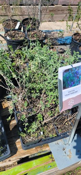 Native Gardeners Nursery