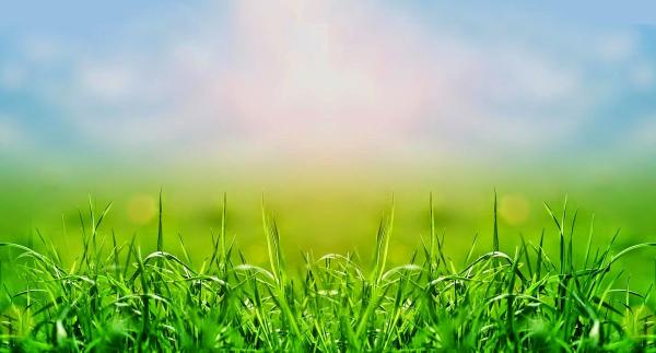 Exceptional Lawn Care