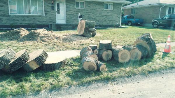 Before & After Tree and Construction Company