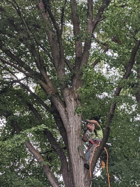 Upper Valley Tree Care
