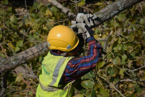 Rivas Tree Service