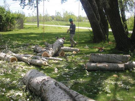 Rivas Tree Service