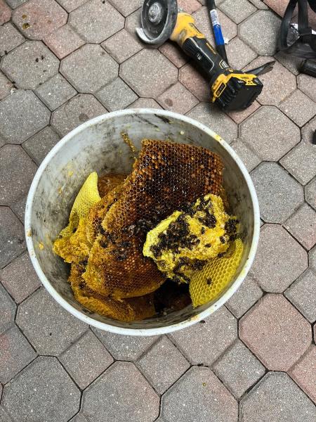 All Bees Removal