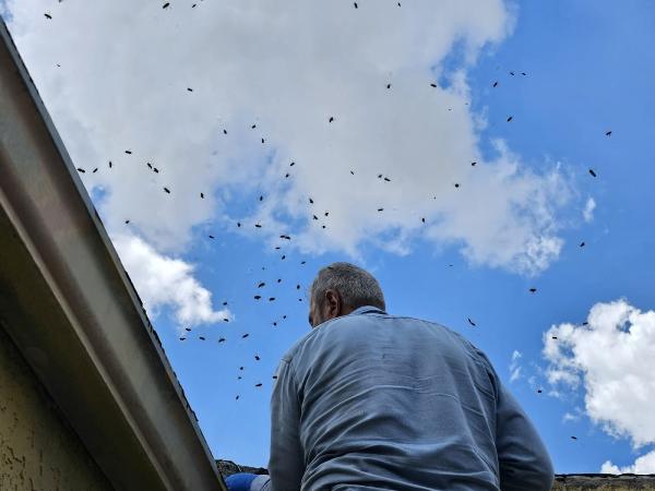 All Bees Removal