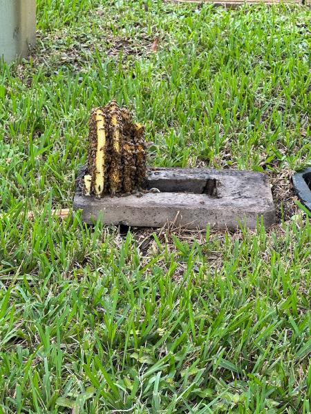 All Bees Removal