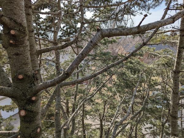 Arborsharp Tree Care