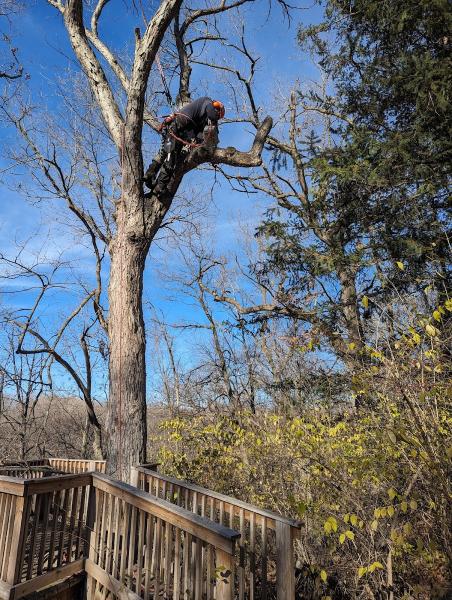 Arborsharp Tree Care
