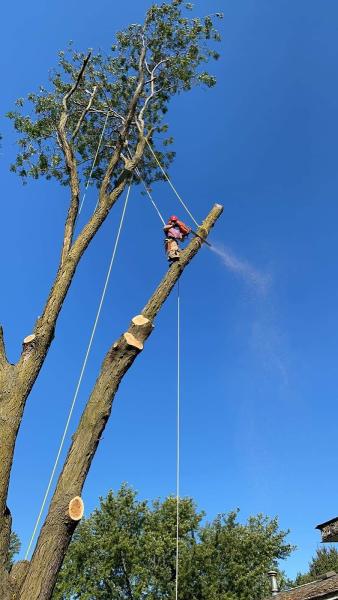 Arborsharp Tree Care