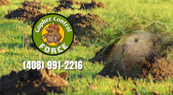 Gophers Control Force