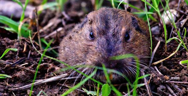 Gophers Control Force