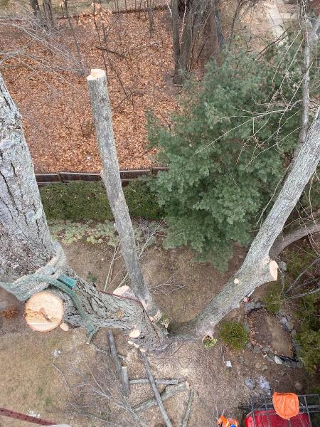 Titan Tree Inc.