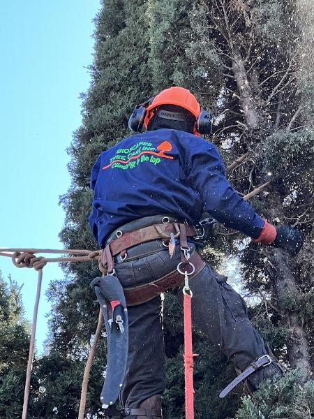 Bioscapes Tree Care Inc