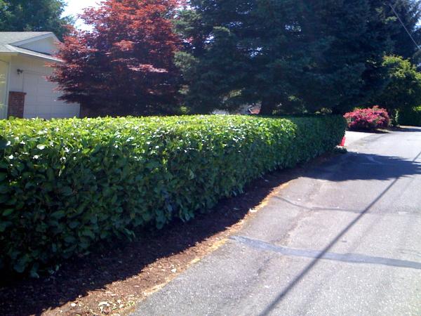 Busy Bee Lawn Service Inc