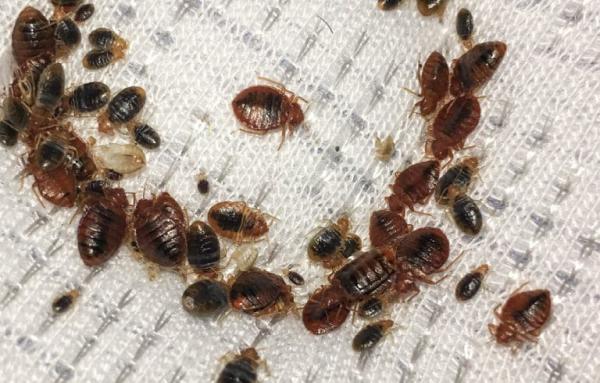 Armis Pest Management