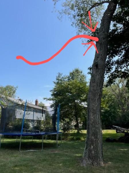 Princeton Tree Care