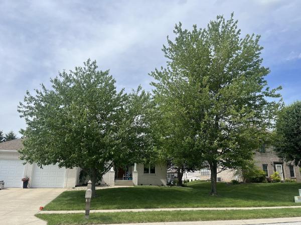 Longs Tree Service