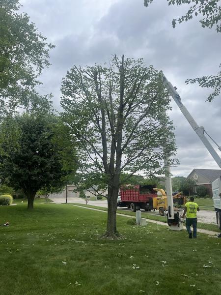 Longs Tree Service