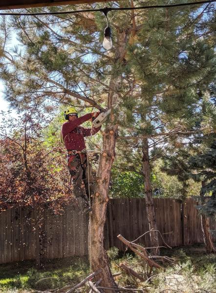 Reinholt Tree Care Inc.