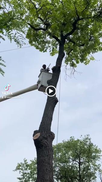 Chris Tree Service Llc