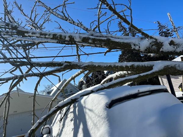 Chris Tree Service Llc