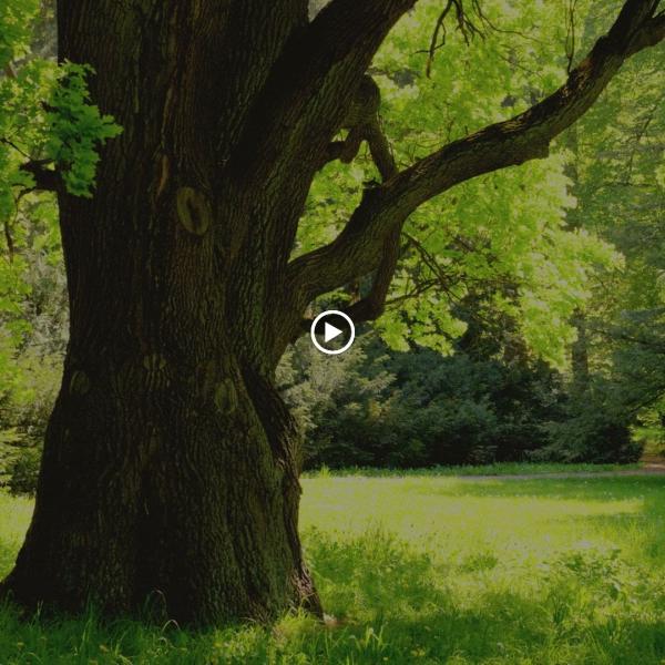 The Tree Lady Company