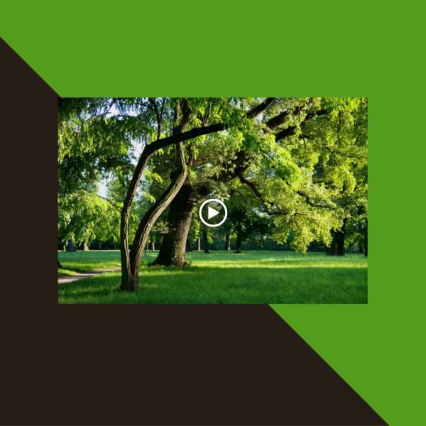 The Tree Lady Company