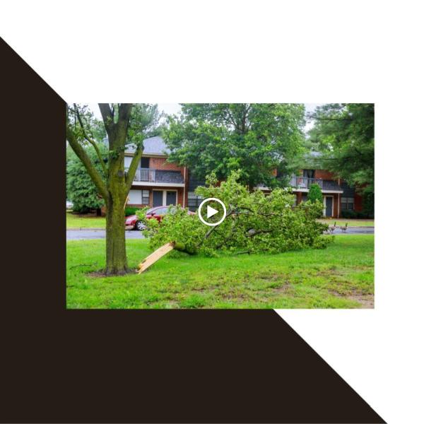 The Tree Lady Company