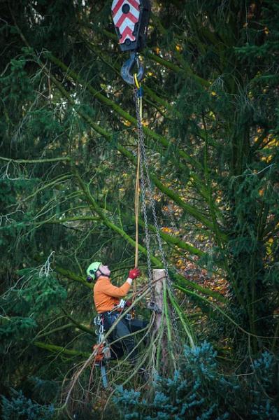 Aurora Tree Service