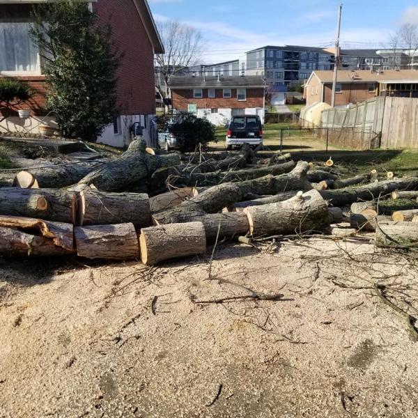 Morton's Tree Care