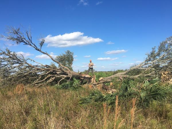 Dropzone Tree Services
