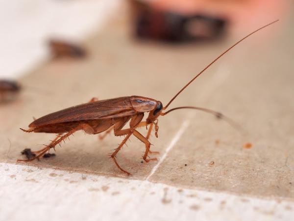 Mercado & Son Pest Control