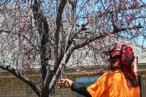 Helping Hand Tree Service