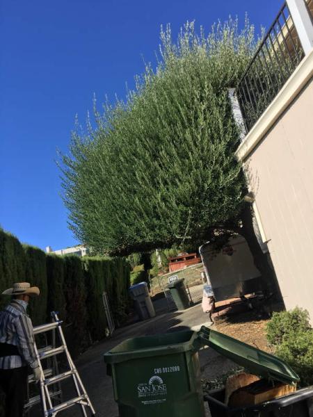 Gonzalez Gardening Bay Area