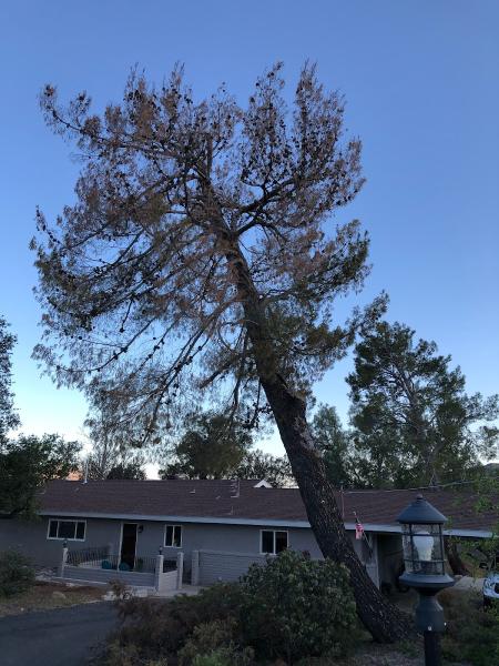 Monette Tree Service
