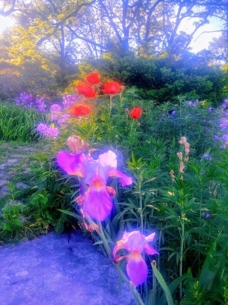 Natural Environments/Robert C. Boyce