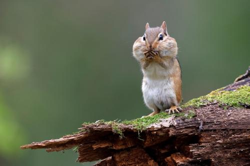 Wildlife