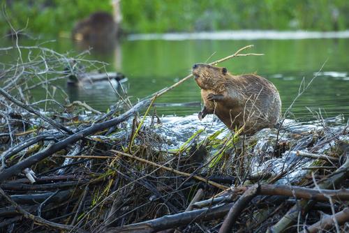 Wildlife