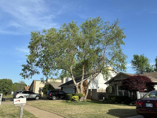 Top Notch Tree Service Tulsa