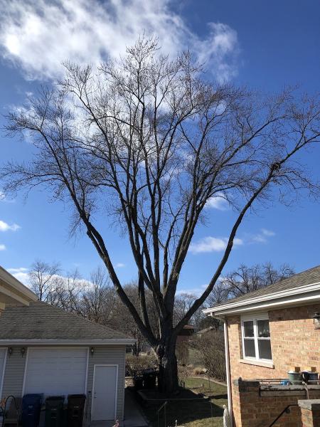 AM Tree Service