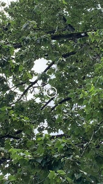 Veteran Landscape and Tree Service