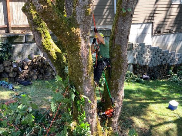 Veteran Landscape and Tree Service