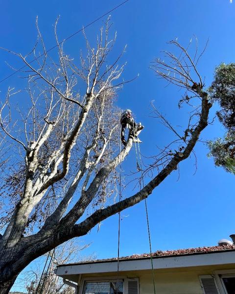 Tree Works- “excellence in Tree Service”